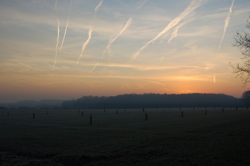 Agroforesterie  Nethen.