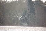 Arbre -- 14/02/12